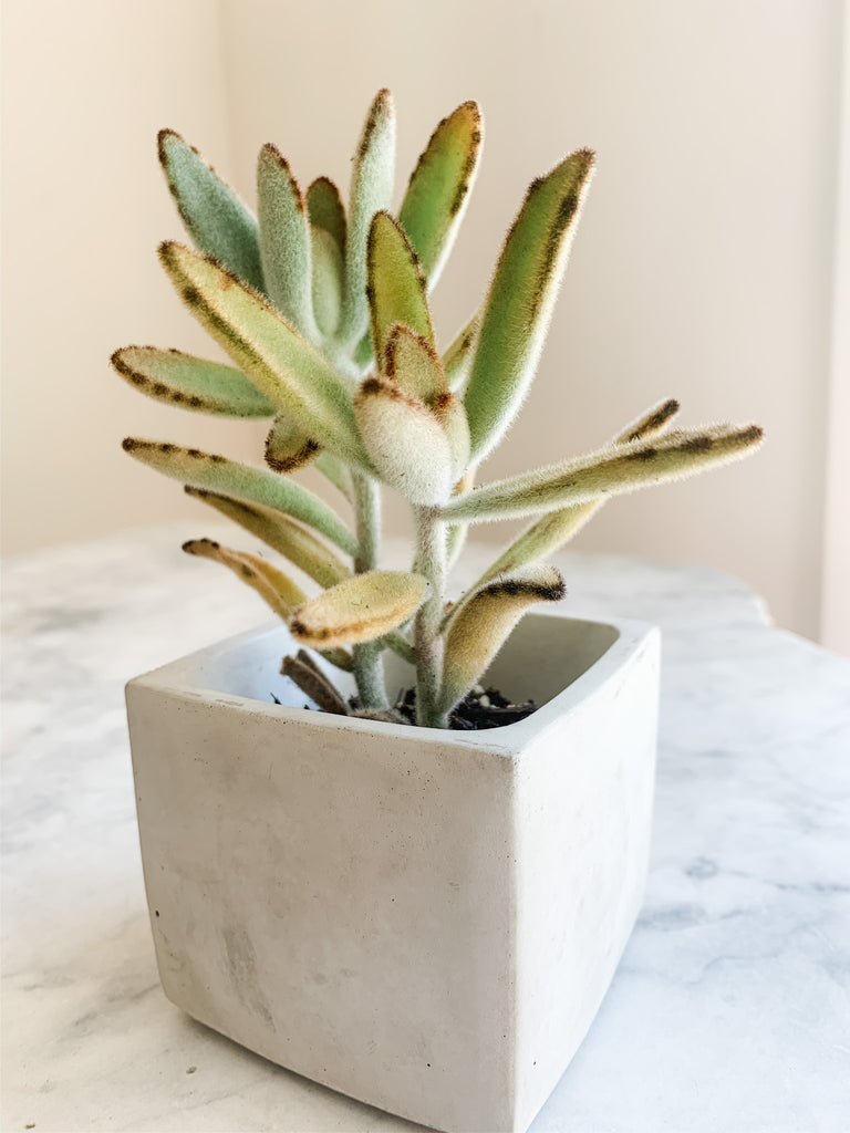 Concrete small planter with succulent side view, modern home decor